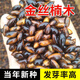 春枝韻正宗金絲楠木種子小葉楨楠細葉楠籽新采收樹種子黃花梨種子 金絲楠木種子20粒