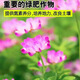 正宗紫云英種子紅花草草籽食用野菜養(yǎng)蜂蜜源固氮綠肥植物牧草種子 5斤紫云英凈籽【特級新種】
