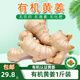 儲(chǔ)褚云南【有機(jī)】小黃姜 新鮮現(xiàn)挖生姜沙地黃姜月子姜 調(diào)味新鮮食材 3斤 【有機(jī)鮮姜小黃姜】