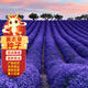 駿楷園林薰衣草春播花種子四季種易活室內陽(yáng)臺凈化空氣薰衣草種 駿楷園林 薰衣草2000粒