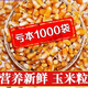東北干玉米粒喂雞100斤豬鴨鵝鳥(niǎo)家禽飼料鴿子糧打窩玉米粒批發(fā) 東北農(nóng)家新玉米粒50斤