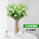 臨雅水培綠植物花卉盆栽辦公室內客廳桌面懶人水養鮮花卉四季開(kāi)花盆景 【水波紋瓶】高16cm口徑5c