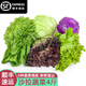 沙拉蔬菜組合4斤 新鮮混合蔬果生菜套餐西餐食材健身輕食【順豐】 4斤