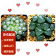 墨一玉露多肉植物帶盆栽好藍(lán)鏡玉露辦公室桌面盆栽植物花卉教師節(jié)禮物 冰燈+月影壽 帶盆栽好