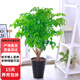 歐芽幸福樹大型盆栽 大樹樁小樹苗綠植物室內(nèi)客廳 80-90cm幸福樹(黑螺紋盆) 不含盆