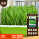 北蔬 小麥草種子種苗水培小麥苗貓草蔬菜種籽 小麥草芽苗菜種子500g