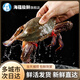 海蘊極鮮【活鮮】鮮活梭子蟹 新鮮大螃蟹蘭花蟹海螃蟹滿肉 滿肉 250g-300g/只*3只