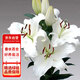 花行榜進(jìn)口香水百合花種球盆栽花卉綠植物室內陽(yáng)臺 白色5顆源頭直發(fā)