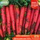 菜禾地水果胡蘿卜苗生吃脆甜秋冬蔬菜籽 胭脂紅水果胡蘿卜種子約1200粒 