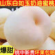 爆甜】白如玉大白桃新鮮水果脆甜奶油桃子應季蜜毛桃批發(fā)整箱 帶箱5-6斤精選中小果