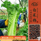 壽禾長(cháng)大白菜種子苗青麻葉秋季蔬菜種籽 濰育天津青麻葉種子10g*5袋