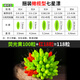 環(huán)盛新款七星漂散裝冬季傳統豆釣鯽魚(yú)專(zhuān)用醒目高靈敏釣魚(yú)7星浮漂 捆裝橄欖型七星漂118粒黃100紅18 3#【適合線(xiàn)徑0.8-2.0#】