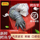曼歐福鱷魚生鮮肉 現(xiàn)殺整條人工養(yǎng)殖鱷魚腿尾巴 鱷魚肉新鮮鱷魚掌 3斤鱷魚掌