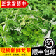 辰實(shí) 【順豐速發(fā)】艾草新鮮 艾葉 現(xiàn)摘清明草 粑粑青團(tuán) 2斤【新鮮采摘】推薦