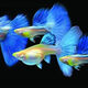 寵以沫天空藍(lán)藍(lán)白孔雀魚(yú)精品魚(yú)小型魚(yú)緞帶蝶翼燕尾大c天空藍(lán)淡水魚(yú) 天空藍(lán)一對(duì)