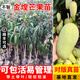 芥圃芒果樹(shù)苗 官方旗艦 嫁接芒果苗大金煌芒四季紅貴妃南方種植果樹(shù)苗 金煌芒果苗【帶土帶葉發(fā)貨】 2年苗 高度：60-80公分