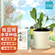 IAM City Farmer板藍(lán)根 本草種植 兒童種植小盆栽 植物觀察 草藥種植 發(fā)芽快10059