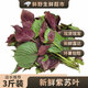 【順豐可選】紫蘇葉帶桿蘇子葉包飯菜肉新鮮食用紫蘇香料去腥增香 【新鮮紫蘇葉】500g-發(fā)普快