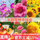 花沃里6款花種子套裝組合 四季種易活花卉種子組合太陽(yáng)花鳳仙花向日葵
