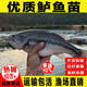 彌翠園鱸魚(yú)苗批發(fā)淡水魚(yú)活體大口黑加州鱸魚(yú)苗特大冷水觀(guān)賞魚(yú)優(yōu)質(zhì)鱸魚(yú)苗 鱸魚(yú)苗6-8厘米40條【多發(fā)10%防損】