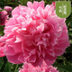 菏澤正宗芍藥花卉觀賞牡丹花苗重瓣帶芽室內(nèi)外陽臺開花綠植庭院 粉芙蓉