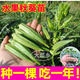 大菜鄉(xiāng)壽光水果秋葵苗秧紅黃綠秋葵種子耐老大果超嫩易種四季盆栽帶土球 水果秋葵苗6棵+送1包肥