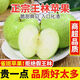 栩季（XUJI）現貨王林蘋(píng)果5斤隨機禮盒裝日本引種特級水蜜蘋(píng)果罕見(jiàn)稀有品 5斤 精選裝