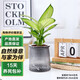 泰西絲瑪麗安萬(wàn)年青水培植物盆栽桌面綠植擺件+繁星塑料吸水盆 源頭直發(fā)
