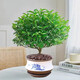 京云夢(mèng)清香木防蚊蟲(chóng)驅蚊草綠植盆景辦公室桌面四季好養活清香胡椒木盆栽 清香胡椒木+山河陶瓷盆