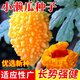 種菜記 小瀨瓜種子金鈴子園藝庭院癩葡萄水果苦瓜種籽孑可生食特色蔬菜 小瀨瓜6粒