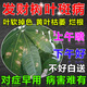 發(fā)財(cái)樹葉斑病專用藥葉子發(fā)黃掉葉爛根白斑發(fā)財(cái)樹專用營養(yǎng)液肥料 發(fā)財(cái)樹葉斑病專用藥【一瓶裝】