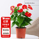 花翁水培紅掌盆栽花卉植物綠植源頭直發(fā)[爆盆]特級(jí)紅掌7-10花(原盆） 