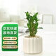 京云夢(mèng)步步高觀音竹富貴荷花竹水養(yǎng)土培盆擺植物吸甲醛+蛋糕盆源頭直發(fā)