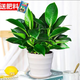 素蜜大葉盆栽吸甲醛植物特大號(hào)室內(nèi)凈化空氣綠植 吸毒王+白玉盆25厘米