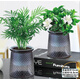 綠有意綠蘿水培綠植物盆栽室內(nèi)發(fā)財(cái)樹富貴竹文綠籮薄荷多肉花卉四季好養(yǎng) 富貴椰子+梔子花【繁星盆】 含盆