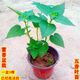 正宗河南 可食用藿香苗五香葉魚(yú)香草苗 驅蚊陽(yáng)臺庭院老樁藿香盆栽 壯苗：一盆食用茴香味藿香3棵（五香葉魚(yú)香草）
