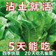 孔雀菜不打藥不生蟲生吃脆甜高營養(yǎng)直立生菜四季播生菜 【撒籽就收芽】綠孔雀菜種子 三天收芽#3包約3033?！境怠? title=