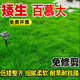 茗花潭草坪種子矮生四季青草坪草籽庭院綠化四季常青護(hù)坡草種子免修剪花 矮生百慕大1斤 【矮生綠化】
