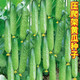 水果黃瓜種子高產(chǎn)壓趴架四季盆栽春秋黃瓜種旱籽大棚陽(yáng)臺蔬菜種子 壓趴架水果黃瓜原裝50粒X8袋