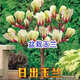 駿灝買(mǎi)1送2 玉蘭花樹(shù)苗四季開(kāi)花庭院盆栽白紫廣玉蘭樹(shù)苗矮化耐寒超矮 日出玉蘭 幼苗（（一顆裝））不好養