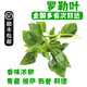 新鮮香料 西餐調料 羅勒葉 250g