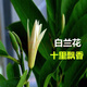 白蘭花盆栽玉蘭樹苗花卉室內(nèi)庭院帶花苞濃香綠植耐寒易活四季開花 精品白蘭花樹苗 三年苗