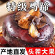 廣西馬蹄 荔浦荸薺 地栗地梨 脆甜無渣 現(xiàn)挖新鮮 超級無敵 特大果 超級果王 5斤 （1斤10個左右）