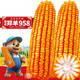 大禹鄭單958玉米種子國(guó)審產(chǎn)高矮大棒雜交抗旱抗倒官方正品矮桿包谷 鄭單958玉米種子20斤5畝大棒國(guó)審