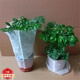 幸福樹(shù)綠植花卉小盆栽室內客廳辦公室 一盆四顆幸福樹(shù)(原盆發(fā)貨) 【普通苗】幸福樹(shù)一盆3-4棵