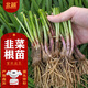 北蔬 韭菜根苗紫根寬葉四季盆栽種植蔬菜苗 韭菜根100棵源頭直發(fā)包郵