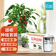 IAM City Farmer盆栽甜椒DIY趣味種植盆栽可食用果蔬種子室內(nèi)陽臺(tái)兒童種植10097