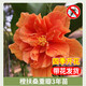 壹植扶?；ㄅ柙灾匕陰Щòt色朱槿室內(nèi)陽臺庭院四季花卉綠植木槿樹苗 【橙扶桑重瓣】3年苗花期帶花 不含盆