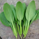 雞毛菜種子 18天可吃四季小白菜青菜油菜種籽 陽(yáng)臺盆栽蔬菜蔬萊孑 雞毛菜原裝 約2000粒 2包
