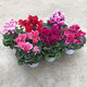 語(yǔ)清婉仙客來(lái)盆栽花苗兔耳花四季開(kāi)花好養大花陽(yáng)臺室內花卉蝶衣花年宵花 隨機品種1盆（帶花發(fā)貨） 不含盆